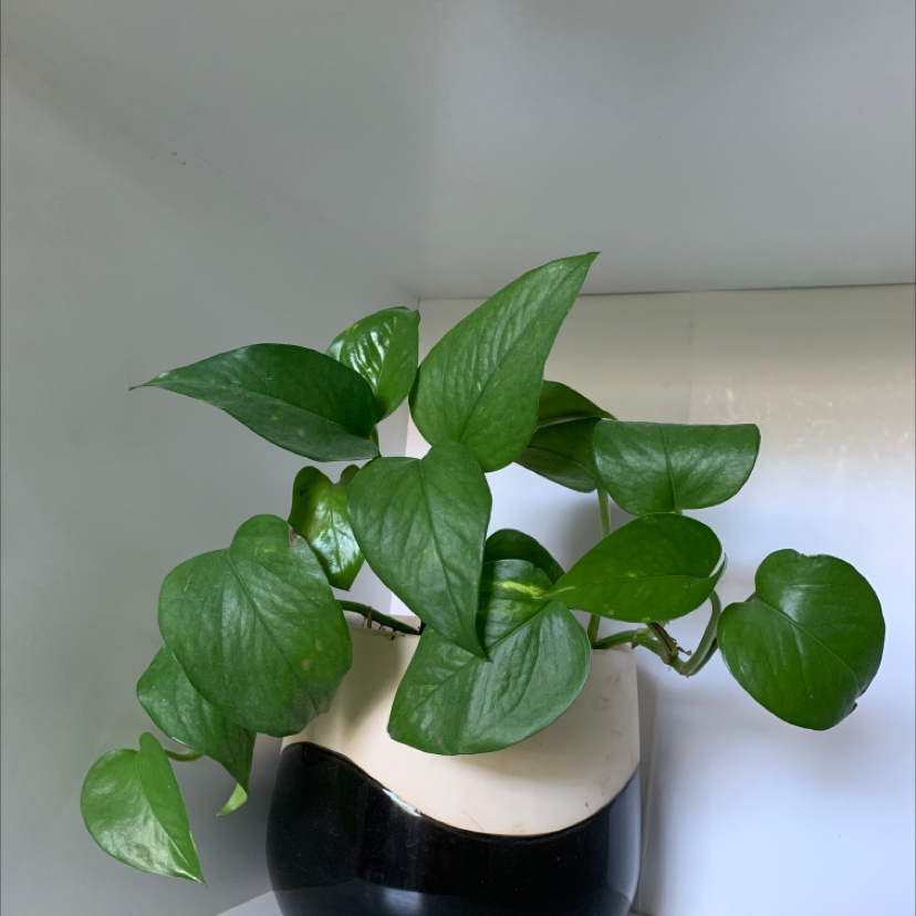 Taro Vine plant photo by @Crouse.emma named Angel on Greg, the plant care app.