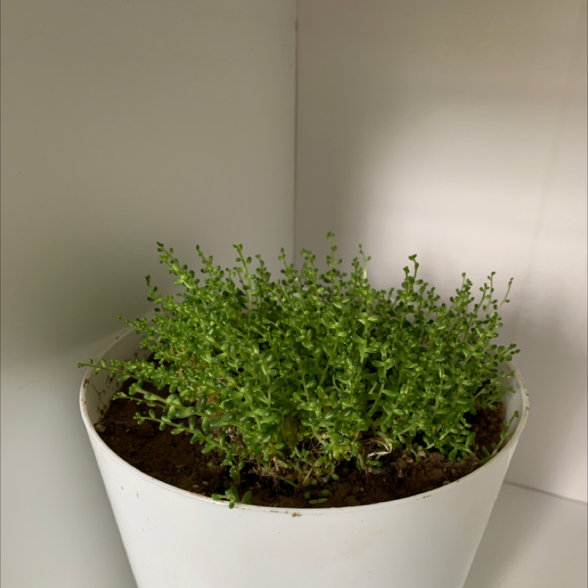 Photo of the plant species English Stonecrop by @Crouse.emma named Oscar on Greg, the plant care app