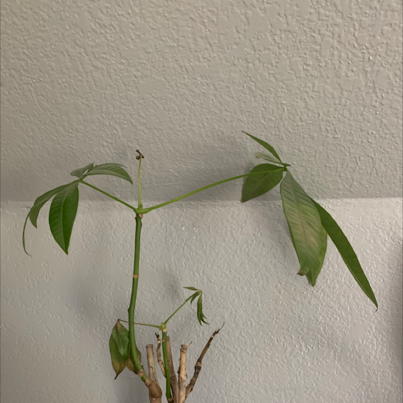 Money Tree plant photo by @Crouse.emma named Monkey on Greg, the plant care app.