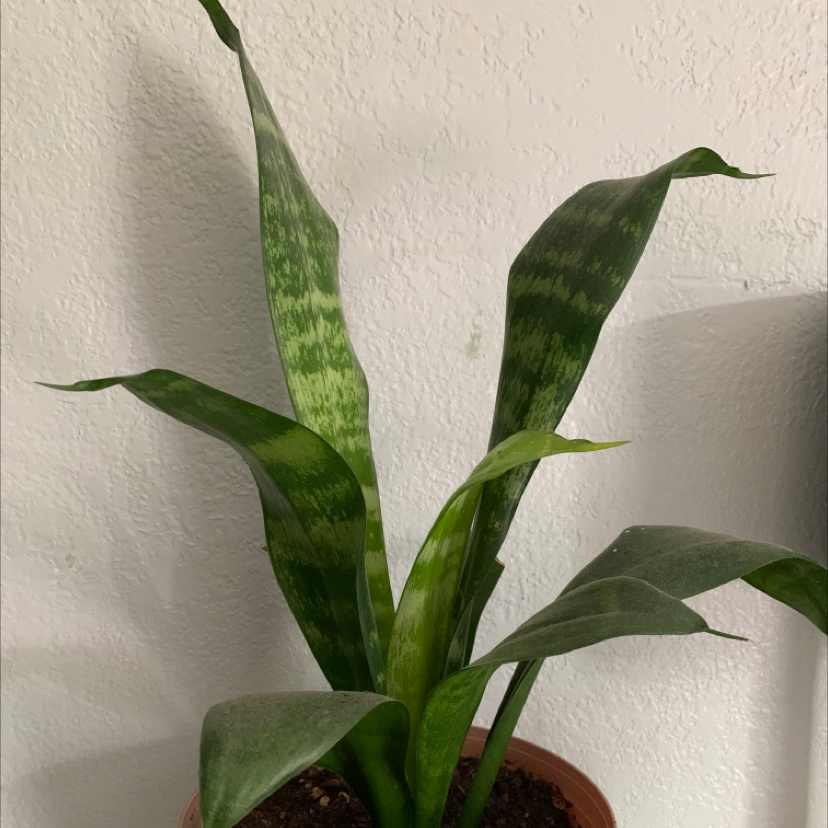 Snake Plant plant photo by @Crouse.emma named Snake on Greg, the plant care app.