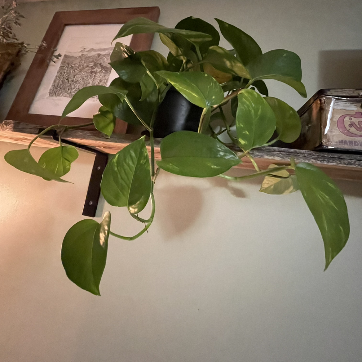 Taro Vine plant photo by @Tastydonuts named Anne on Greg, the plant care app.