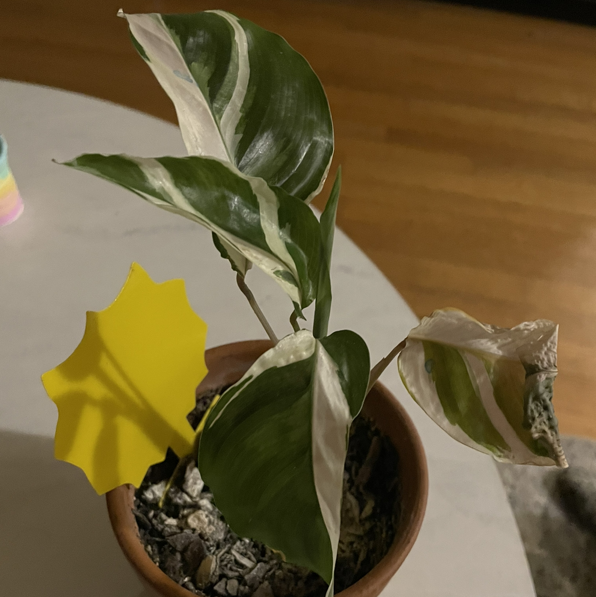 Calathea 'White Fusion' plant photo by @Tastydonuts named Oscar on Greg, the plant care app.