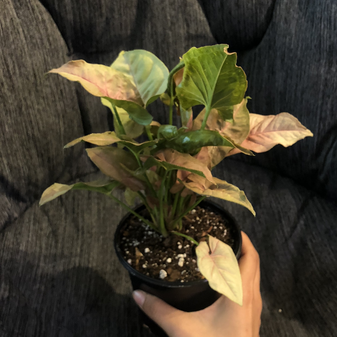 Potted Pink Arrowhead Vine with green and pink leaves, some browning, held by a hand.