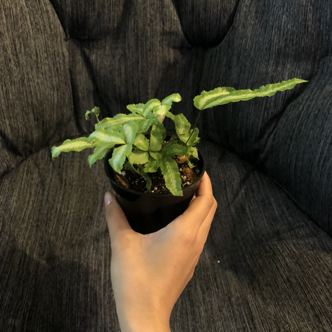 A healthy Brake Fern in a small pot, held by a hand.
