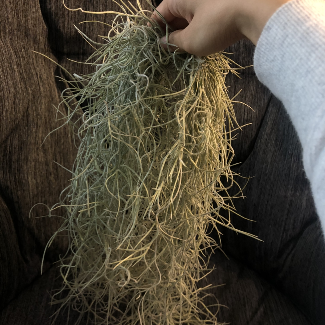 A healthy clump of Spanish Moss being held by a hand against a dark background.
