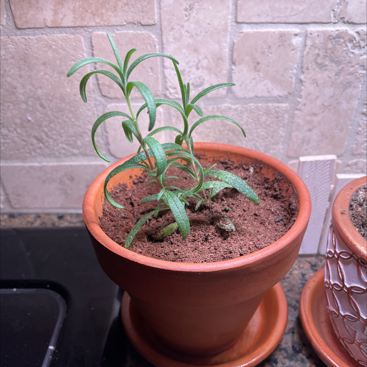 Potted rosemary plant with green, needle-like leaves in a terracotta pot.