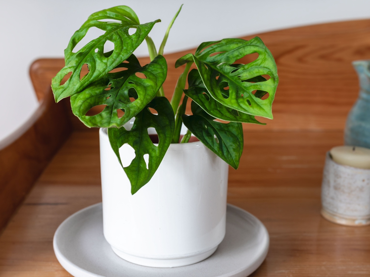 Photo of the plant species Swiss Cheese Vine by @JCR named Anderson on Greg, the plant care app