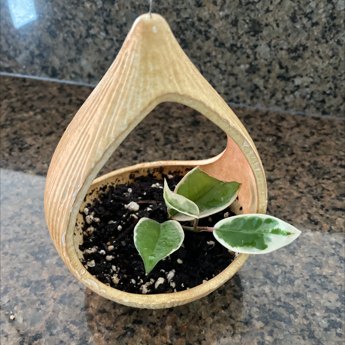Hoya Krimson Queen plant in a decorative hanging pot with variegated leaves.