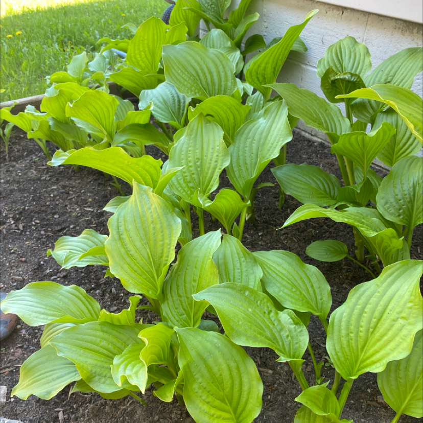 Photo of the plant species Hosta 'Sum and Substance' by Celinda named Elle on Greg, the plant care app