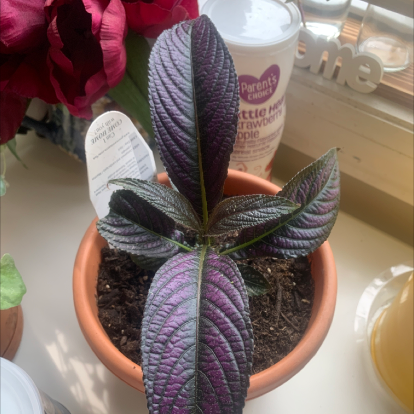 Photo of the plant species Persian Shield by @imajellybeanx named Shakira on Greg, the plant care app