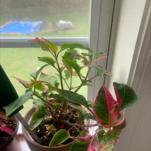 Party Time Alternanthera plant photo by Imajellybeanx named Paris H on Greg, the plant care app.