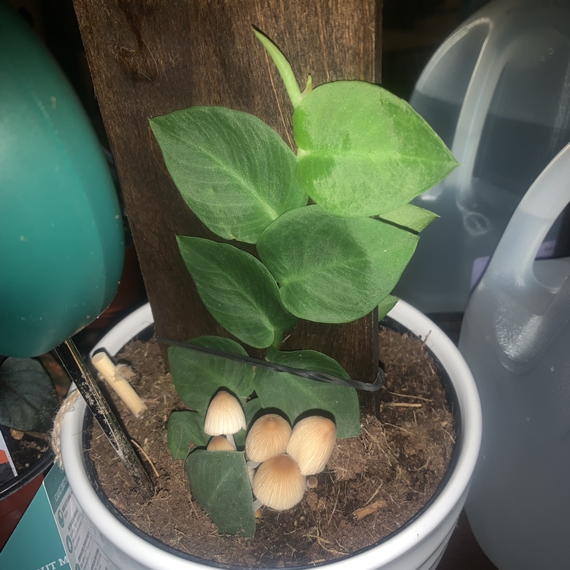 Rhaphidophora hayi plant in a pot with mushrooms growing in the soil.