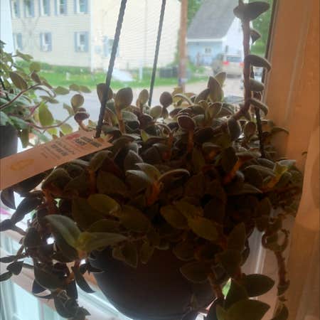 Photo of the plant species Teddy Bear Vine by @imajellybeanx named Hecate on Greg, the plant care app