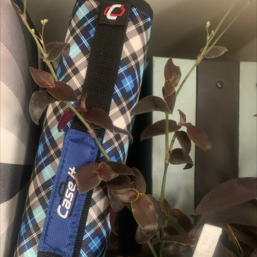 Photo of the plant species Gibasis 'Jose Puig' by @imajellybeanx named Bia on Greg, the plant care app