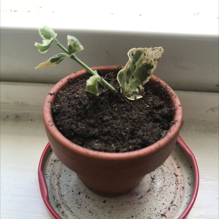 Photo of the plant species Green Spire Euonymus by @Izzly named littol guy on Greg, the plant care app