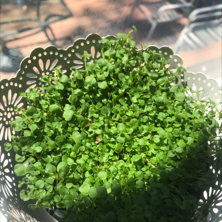 Photo of the plant species Common Water-Starwort by @Izzly named squish on Greg, the plant care app
