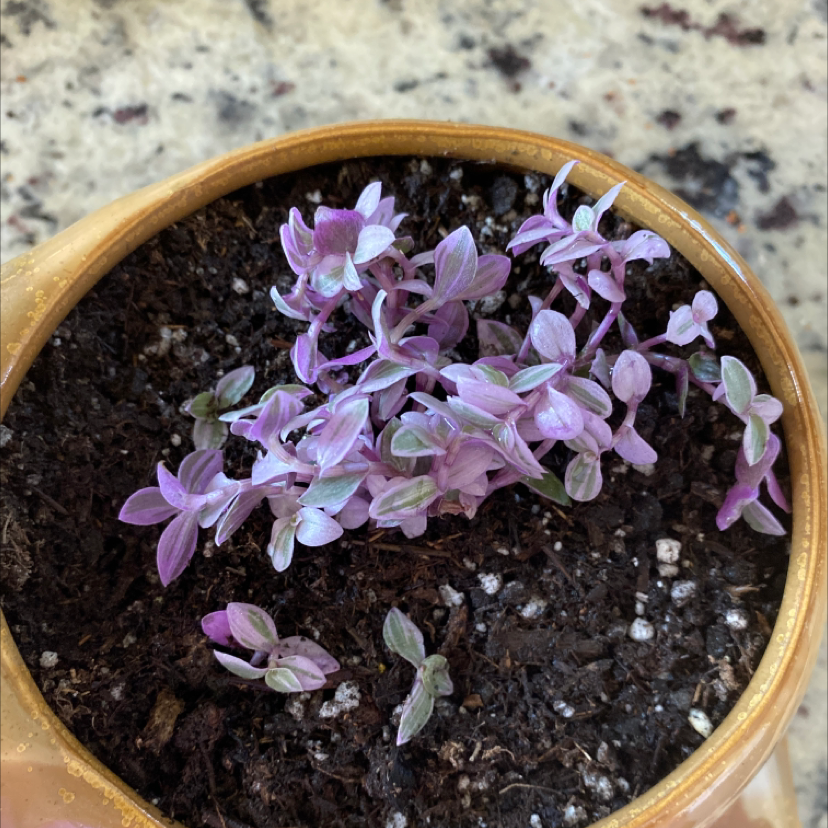 Potted Callisia Pink Panther plant with pink and green leaves.