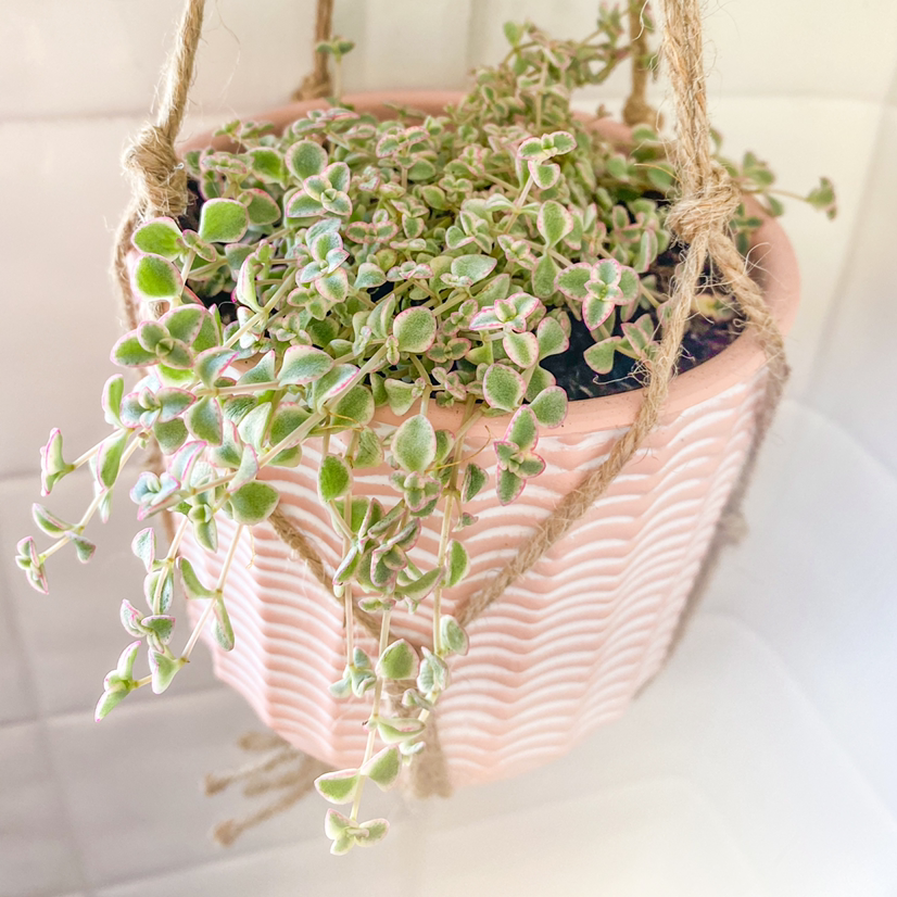 Photo of the plant species Sedum 'Little Missy' by @ZombologistJ named Eva on Greg, the plant care app