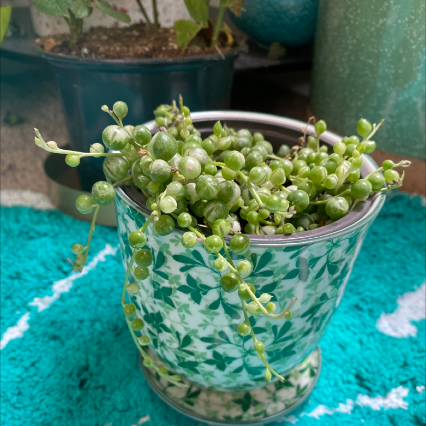 Variegated String of Pearls plant in a decorative pot, healthy and vibrant.