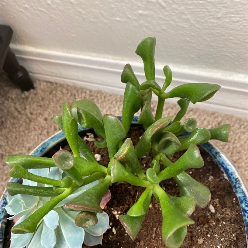 Photo of the plant species Finger Jade by @ZombologistJ named Shrek on Greg, the plant care app