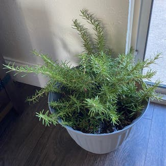 Rosemary plant in Aurora, Colorado