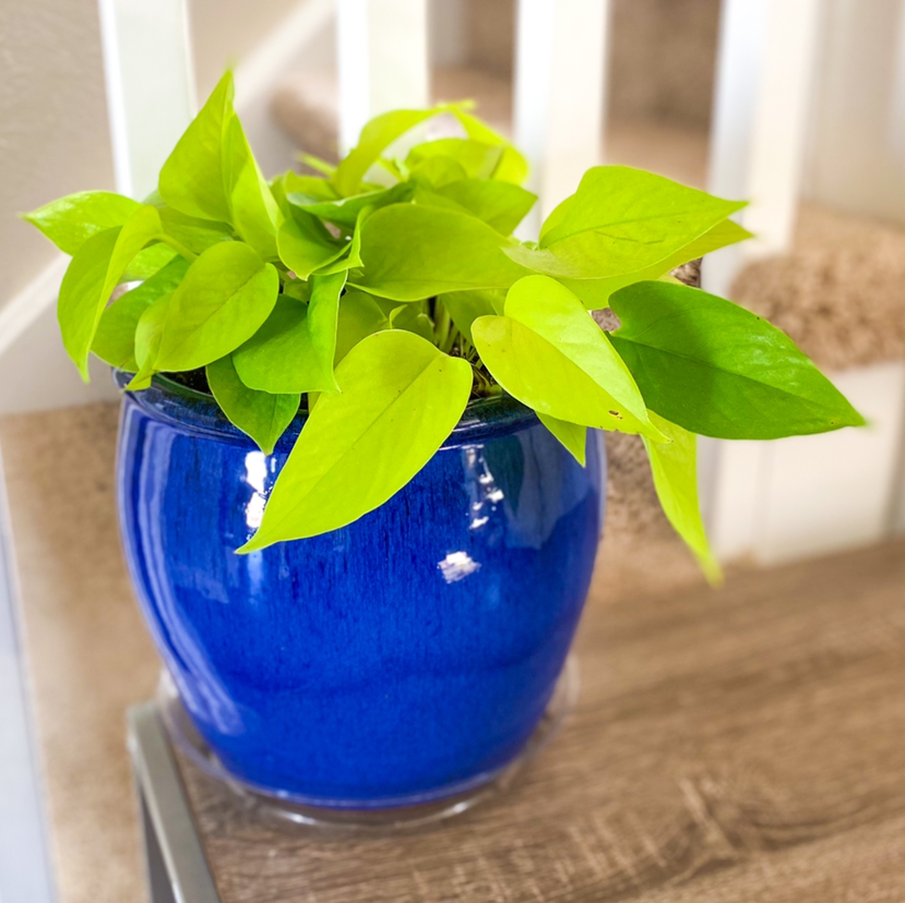 Photo of the plant species Neon Pothos by @ZombologistJ named Neo on Greg, the plant care app