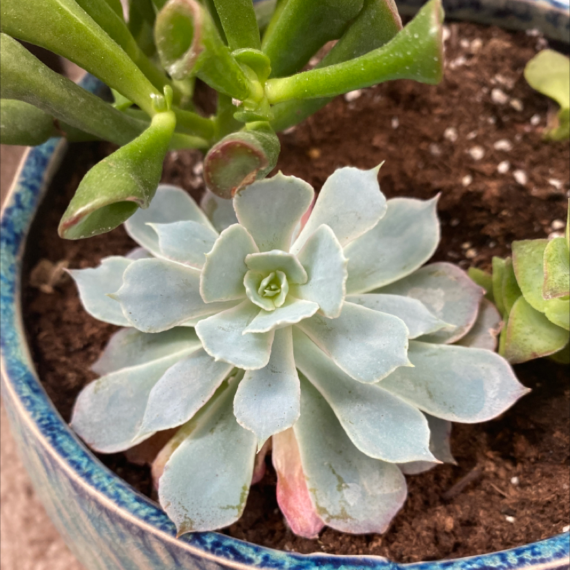 Photo of the plant species Echeveria 'Morning Beauty' by @ZombologistJ named Your plant on Greg, the plant care app