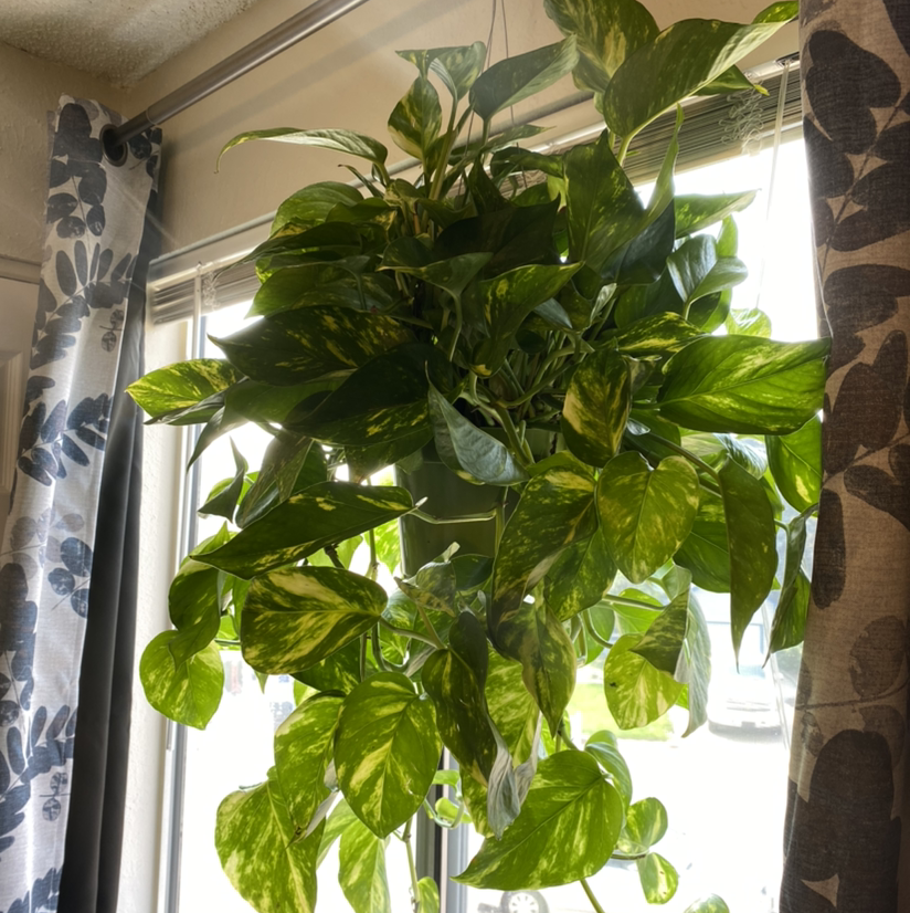 Healthy Hawaiian Pothos plant with variegated leaves hanging near a window.