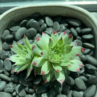 Hens and Chicks plant in Aurora, Colorado