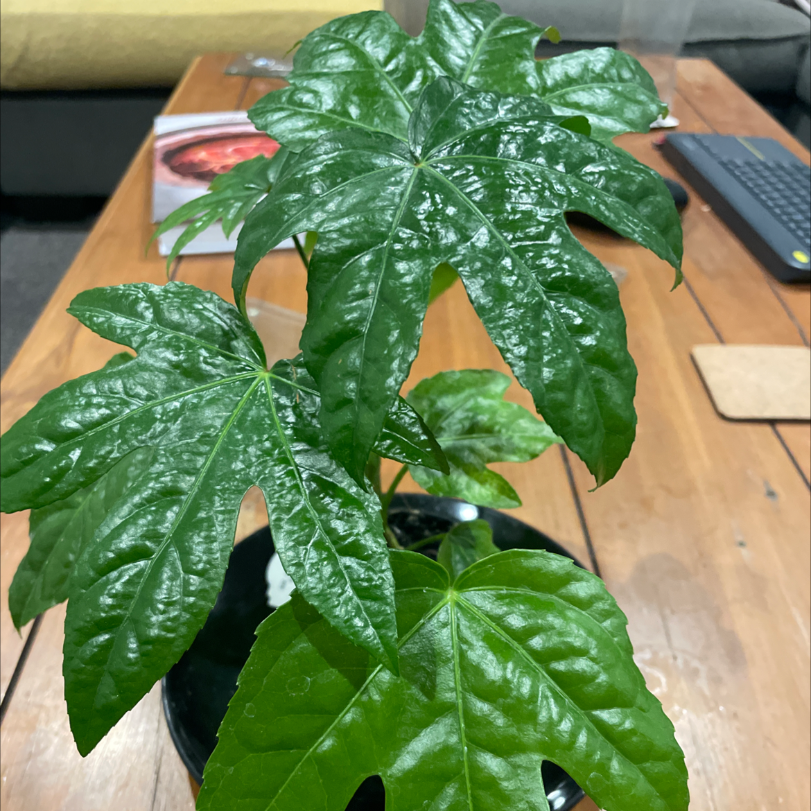 Photo of the plant species Fatsia Plant by @Mannerssa named Daphne on Greg, the plant care app