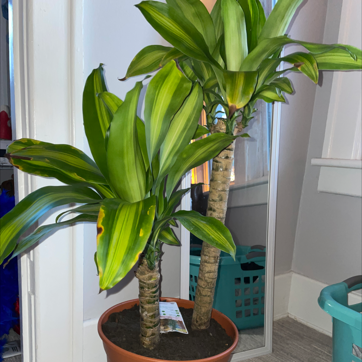 Dracaena Massangeana plant with two stalks in a pot, showing some yellowing and browning on the leaves.