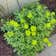 Calculate water needs of Cushion Spurge