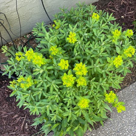 Photo of the plant species cushion spurge by Tonia named Your plant on Greg, the plant care app