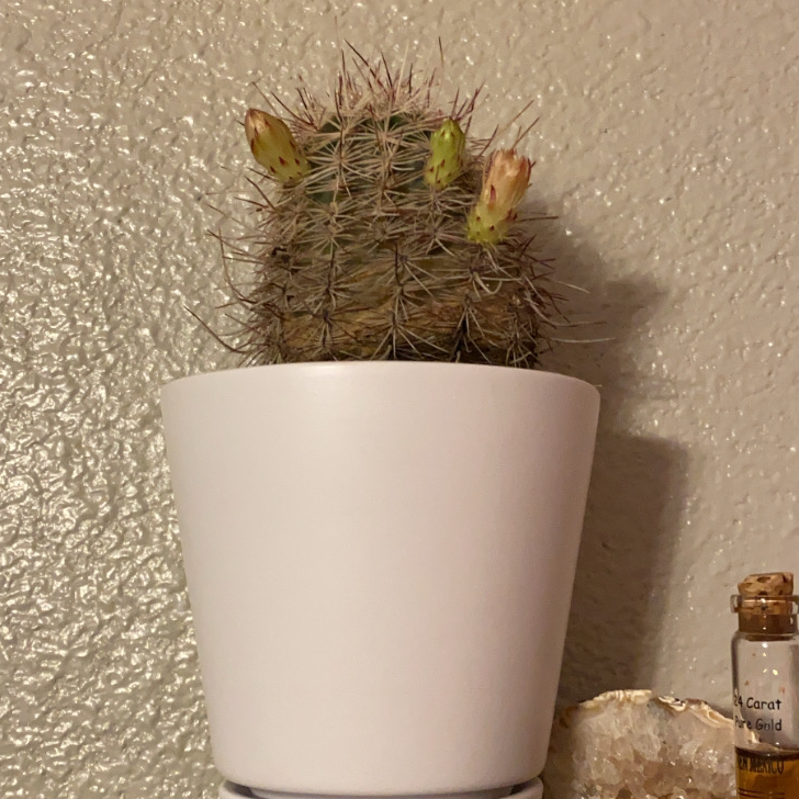 Healthy Simpson Hedgehog Cactus in bloom with yellow flowers, planted in a white ceramic pot, on a neutral background.
