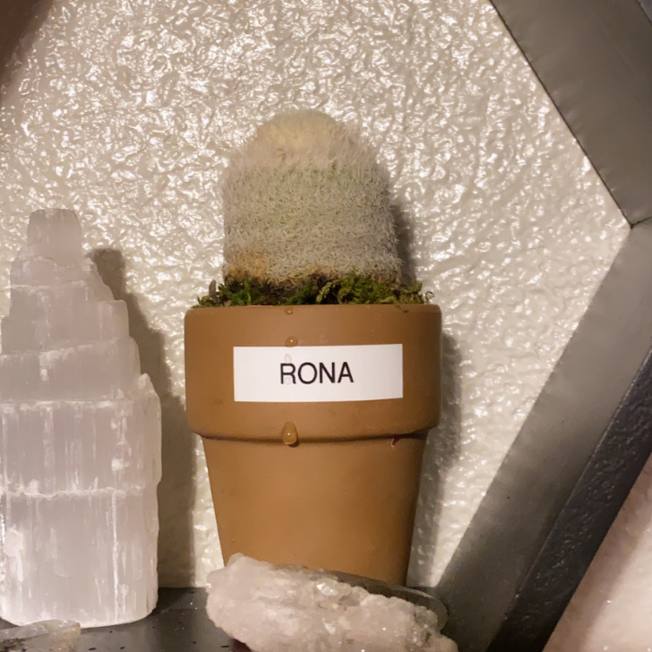 Potted Arizona Rainbow Cactus labeled 'RONA' with fuzzy top and some discoloration at the base.