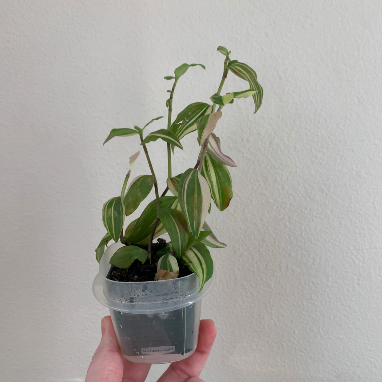 Healthy small-leaf spiderwort plant in clear plastic container held by hand, showing lush green foliage characteristic of the species.