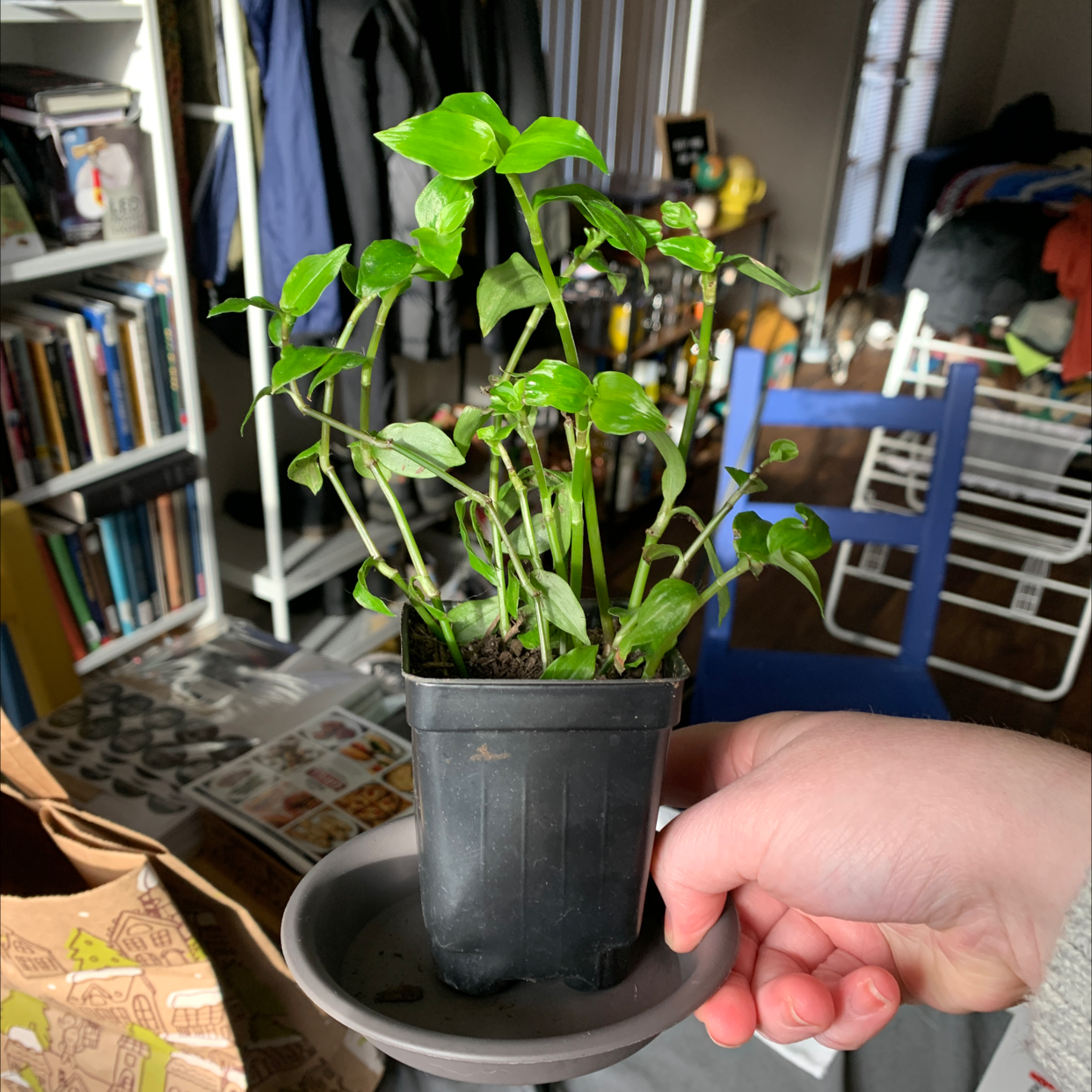 A thriving small-leaf spiderwort houseplant with lush green foliage in a gray plastic pot, held by a person's hand, in a home office setting.