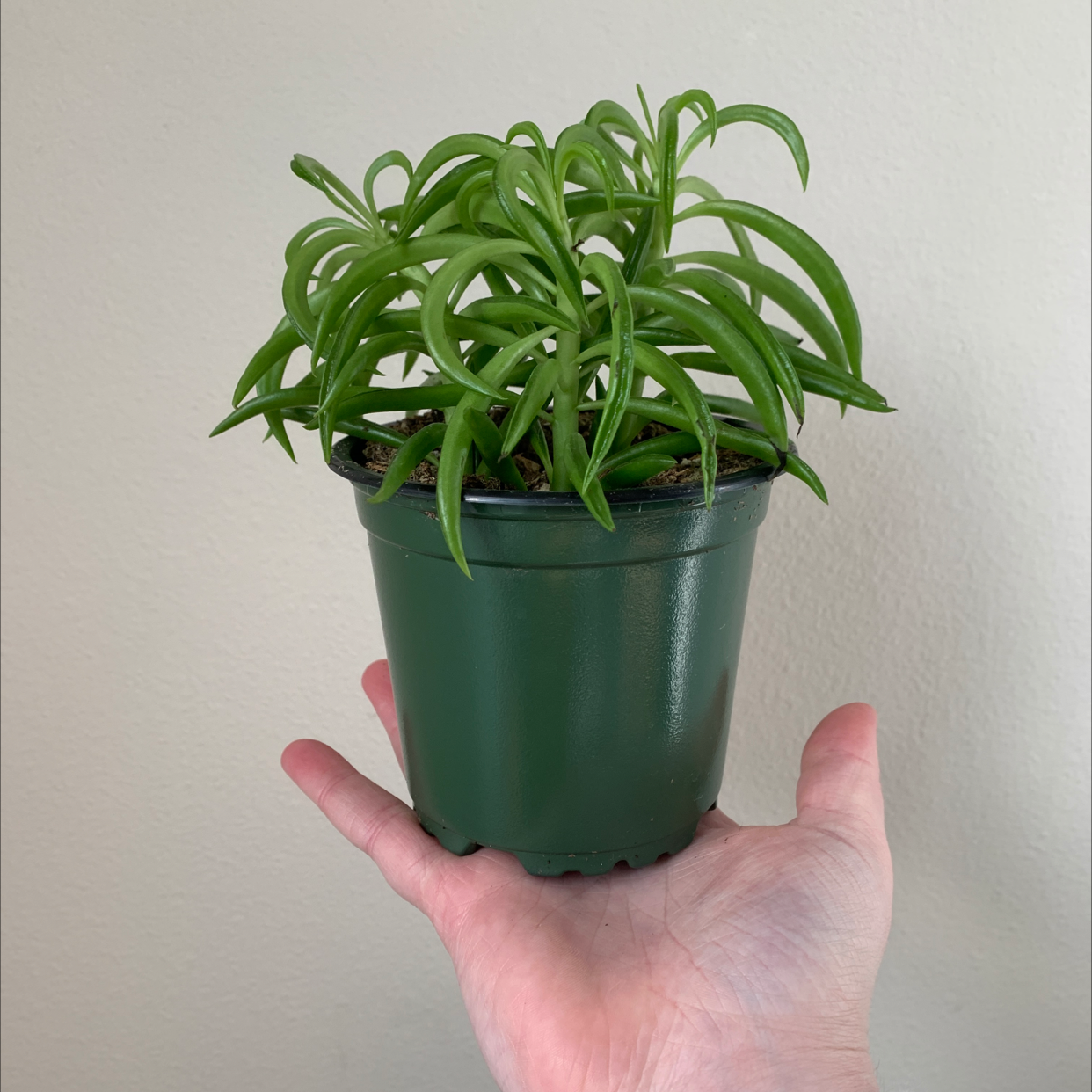 Healthy Pincushion Peperomia plant in a green pot, held by a hand.