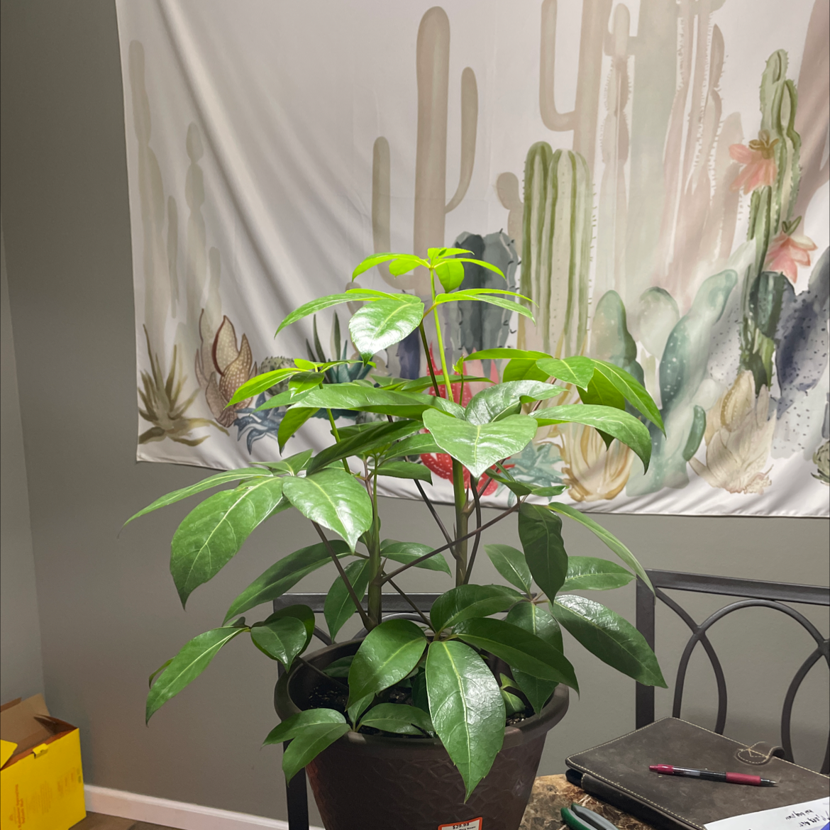 Photo of the plant species Alpine Schefflera by @FarmerEddy named Margot Robbie on Greg, the plant care app