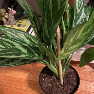 Chinese Evergreen plant in Chicago, Illinois