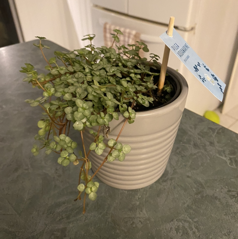 Pilea 'Aquamarine' plant photo by @AinsleyandJohn named John on Greg, the plant care app.