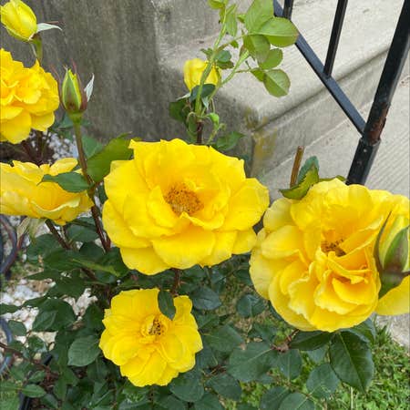 Photo of the plant species yellow rose by @Catsmith6122 named Sunny on Greg, the plant care app