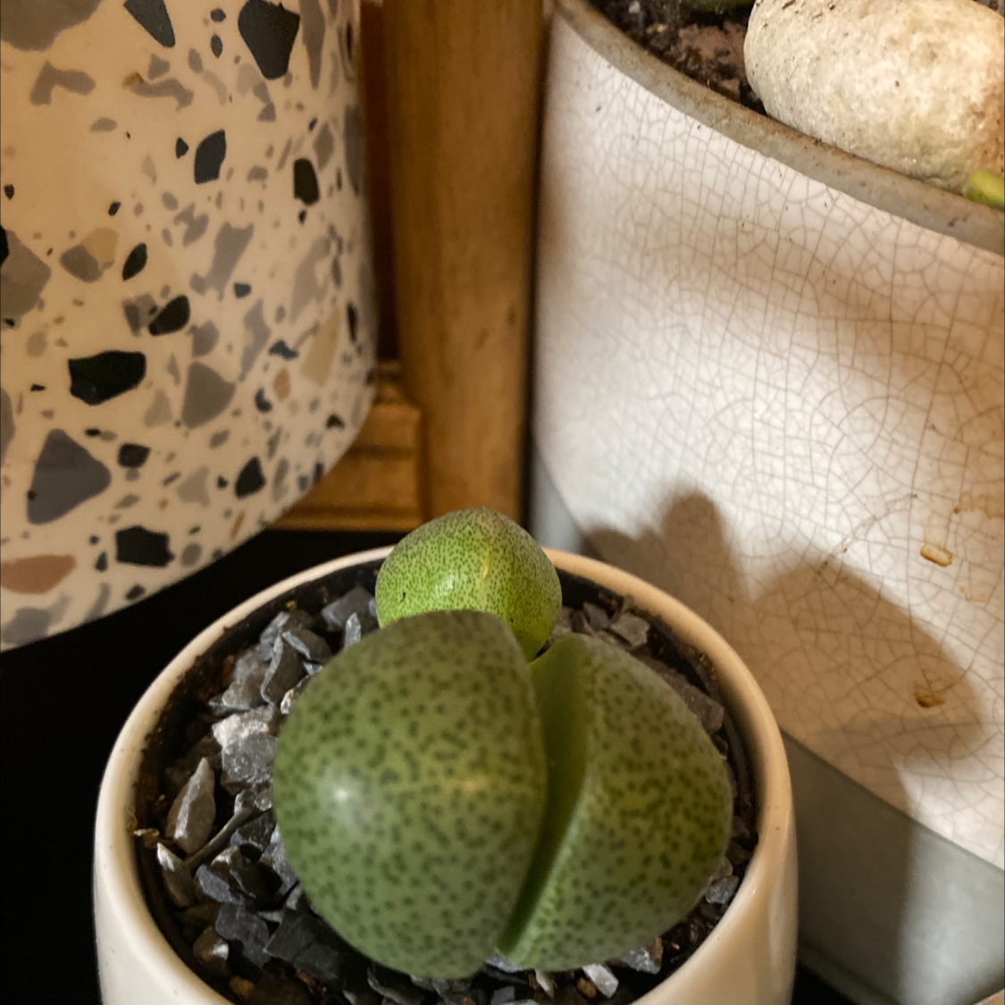 Split Rock plant (Pleiospilos nelii) in a small pot with rocky soil.