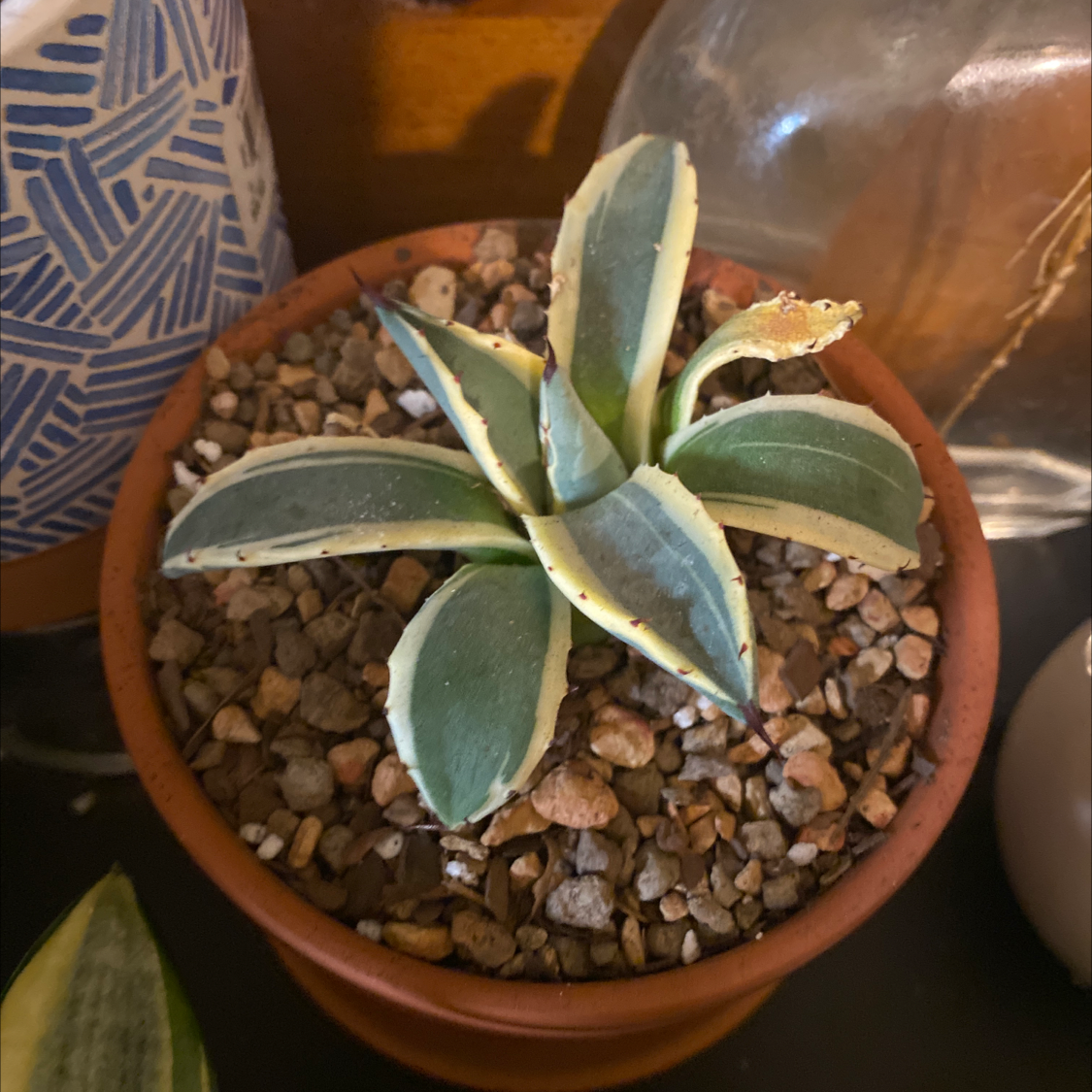 Photo of the plant species Agave 'Cream Spike' by @Catsmith6122 named Pokie AF on Greg, the plant care app