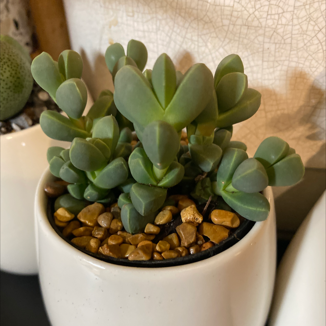 Healthy Beads Lampranthus succulent in a white pot with pebbles.