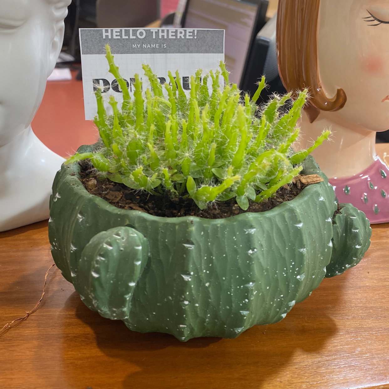 Dragonfruit plant photo by @Turkeybutter12 named Don Paul on Greg, the plant care app.