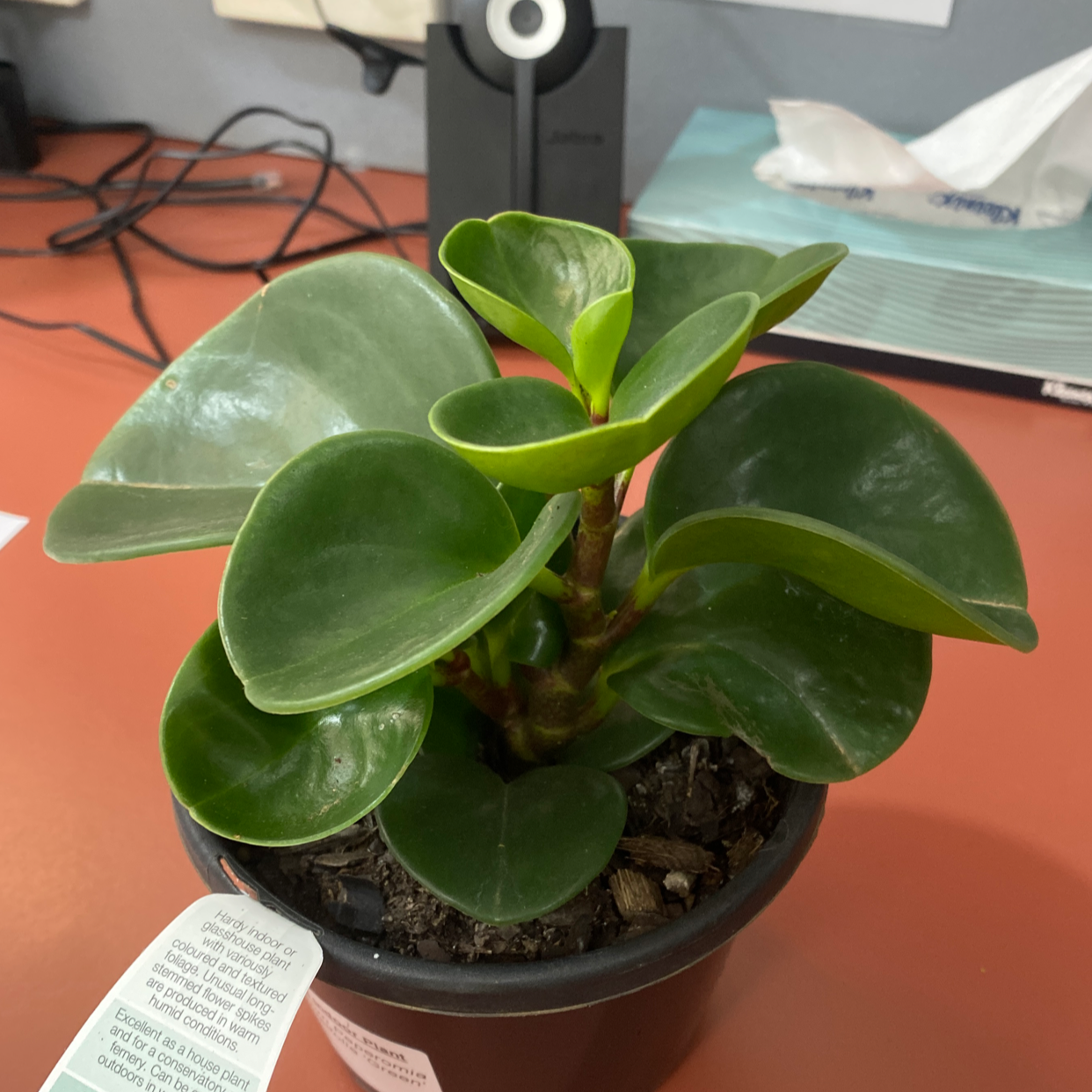 Baby Rubber Plant plant photo by @Turkeybutter12 named Fred on Greg, the plant care app.