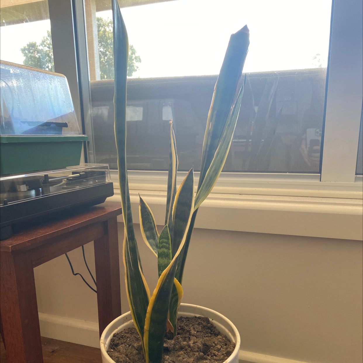 Snake Plant plant photo by @Turkeybutter12 named Oscar on Greg, the plant care app.