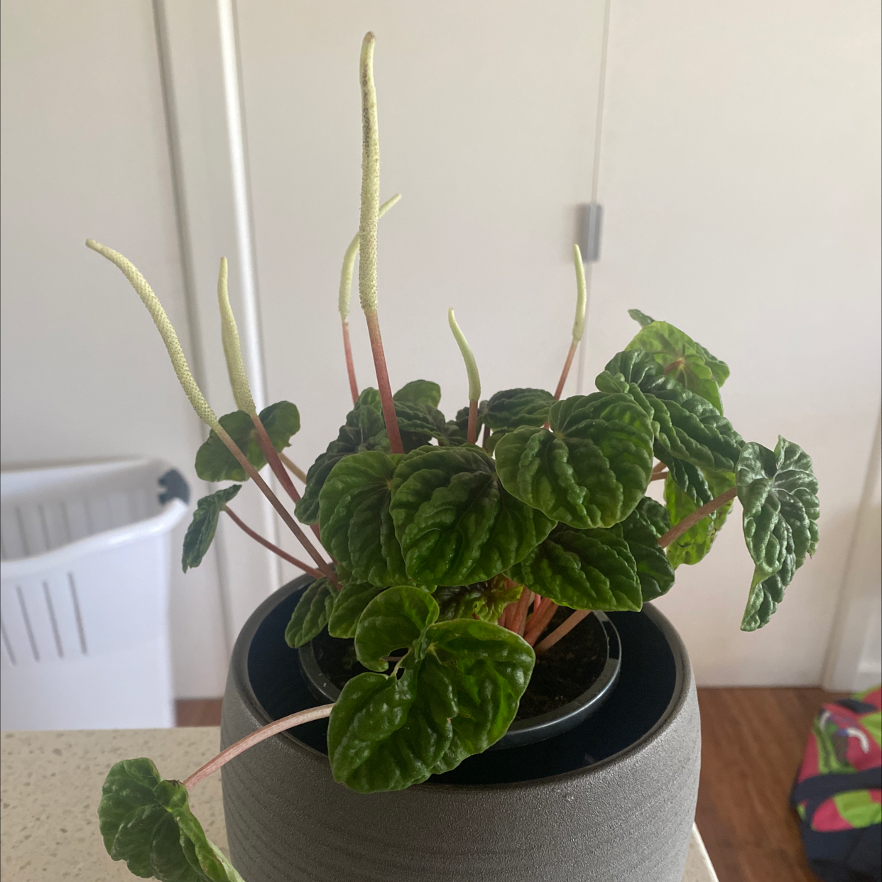 Peperomia Caperata plant photo by @Turkeybutter12 named Dax on Greg, the plant care app.
