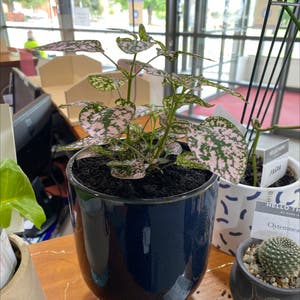 Polka Dot Plant plant photo by @Turkeybutter12 named Juno on Greg, the plant care app.